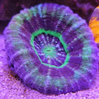 Acan coral colony under reef lighting