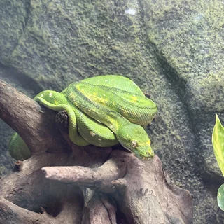 Green tree python coiled on driftwood