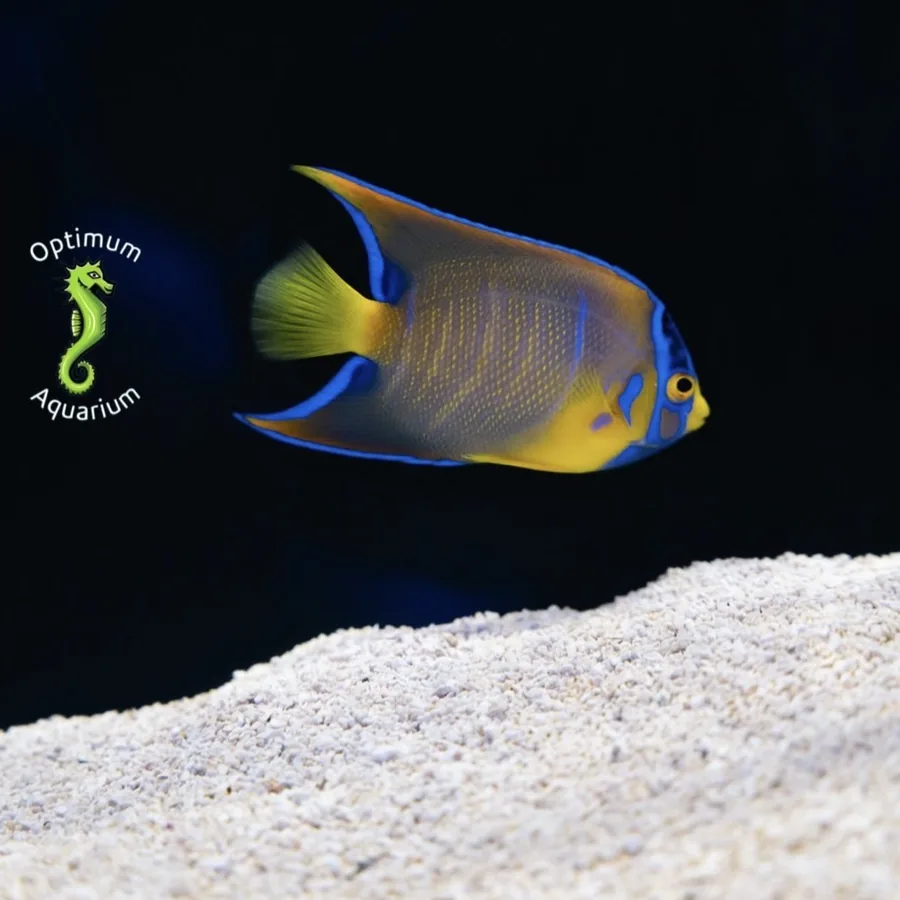 Queen angelfish swimming over a sand bed