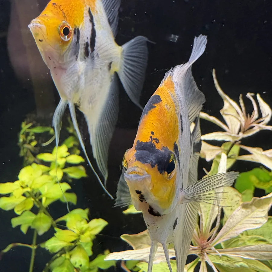 Koi angelfish in a planted freshwater aquarium