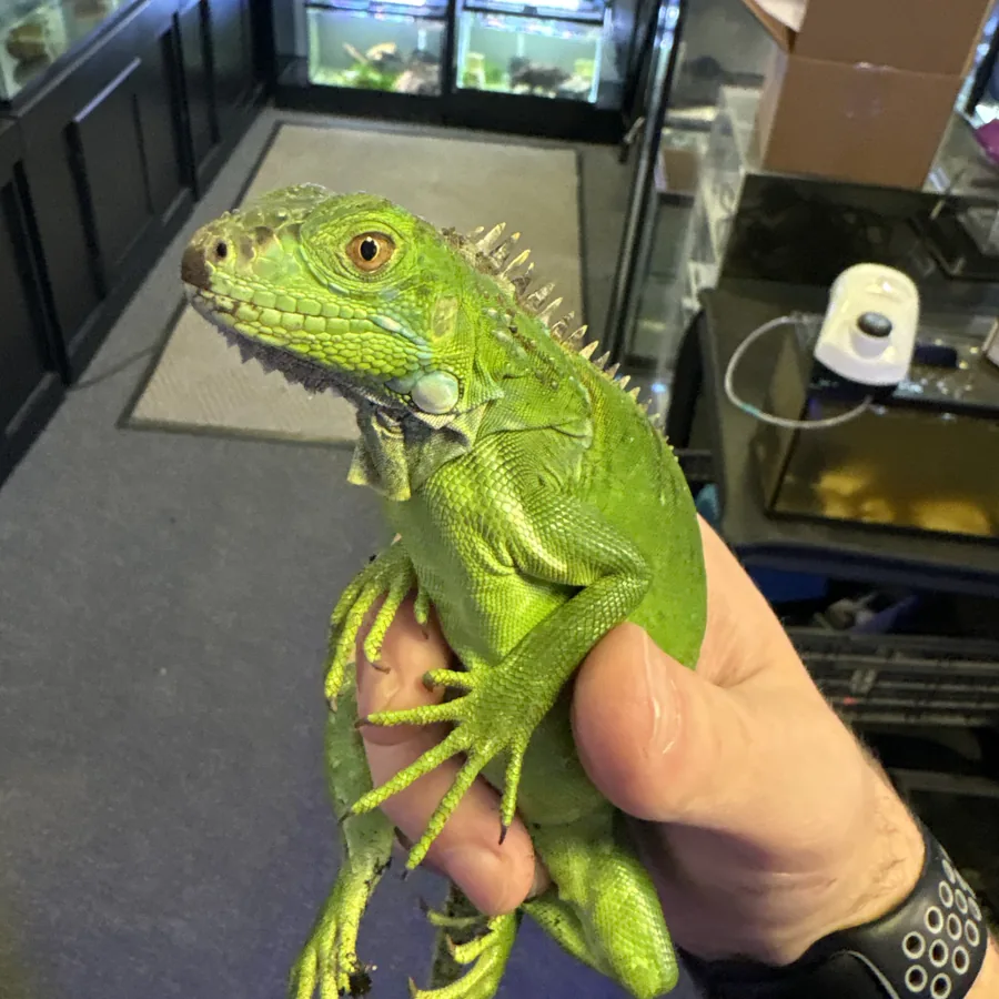 Young green iguana held in hand at the store