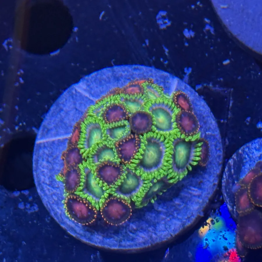 Green and red zoanthid colony on a frag plug